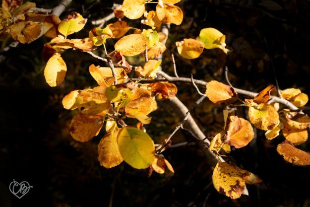 leaves black background christie bryant
