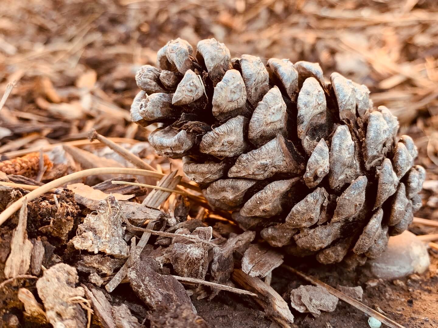 pinecone by christie bryant